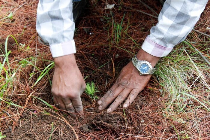 10 millones de árboles plantados en 2024 en Michoacán