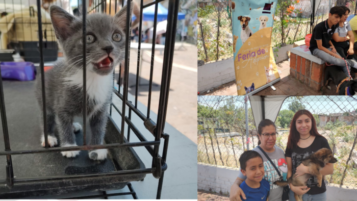 5 perros y un gato con nueva familia: saldo de la primera Feria de Adopción del año en Morelia