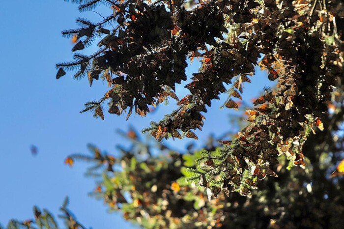 50 años de Santuarios de la Mariposa Monarca