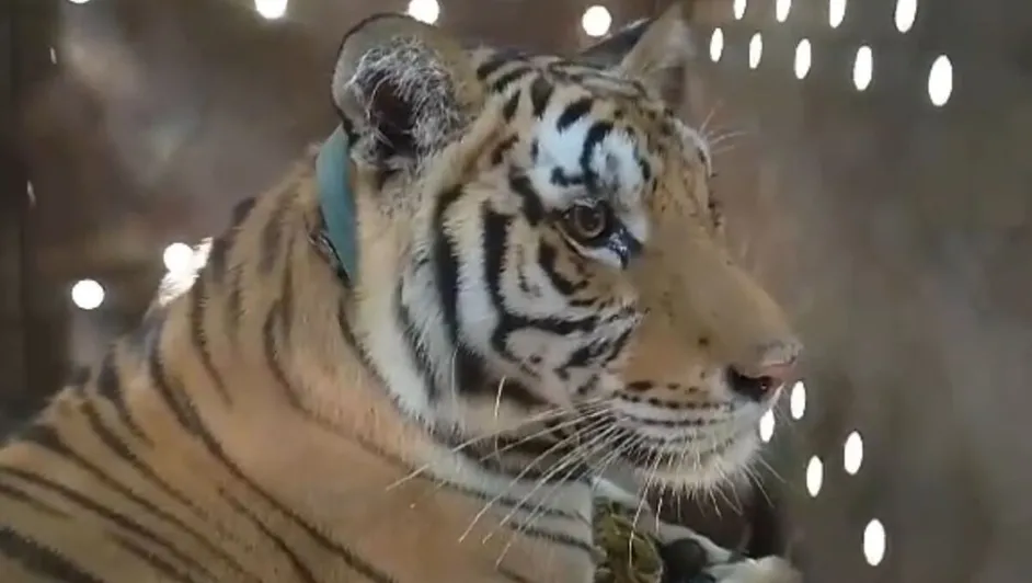 72 tigres mueren por moquillo canino en Tailandia