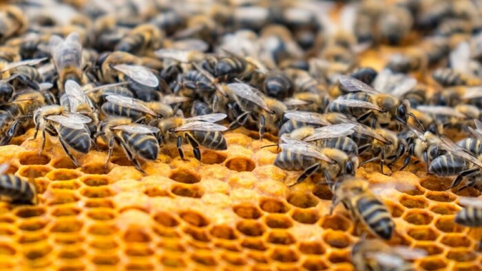 8 marcas de miel que son 100% de abeja y la Profeco calificó como “excelente”