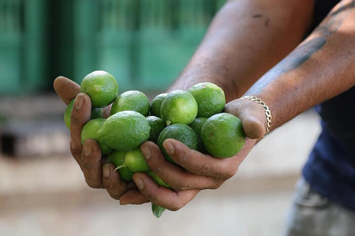 A 3 pesos el kilo del limón en tianguis de Apatzingán