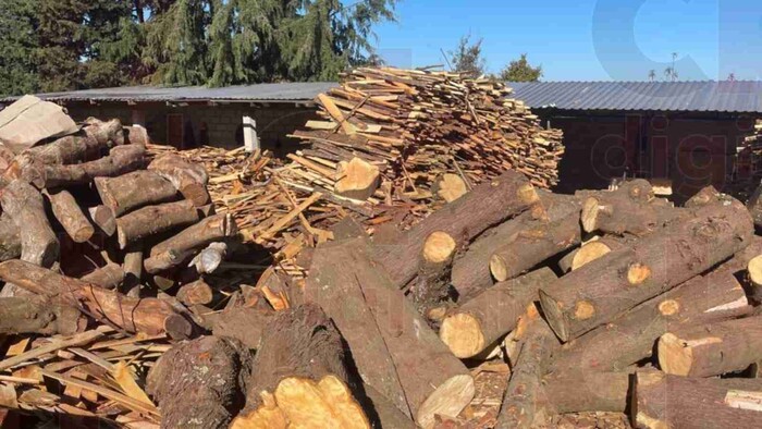 A la cárcel por delitos forestales