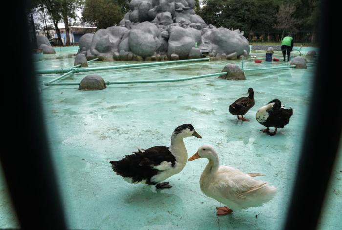 A los patitos les tocó amanecer sin agua en el Cuauhtémoc