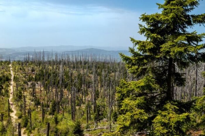 A reforestar 37 árboles de pino, condicionan a dos vinculados a proceso por delitos contra el ambiente