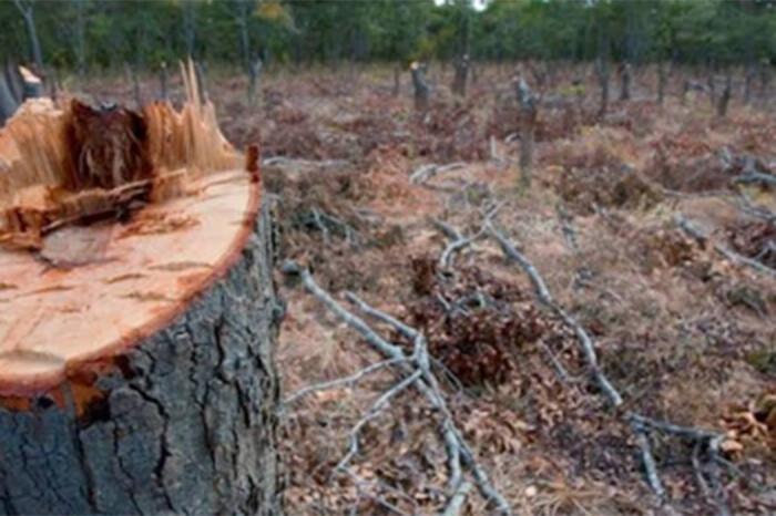 A reforestar 950 árboles, condicionan a cinco personas por cometer delitos contra el ambiente