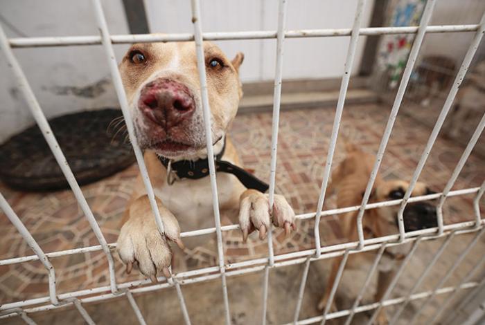 Activistas alertan sobre “desigualdad en realidades caninas” en México