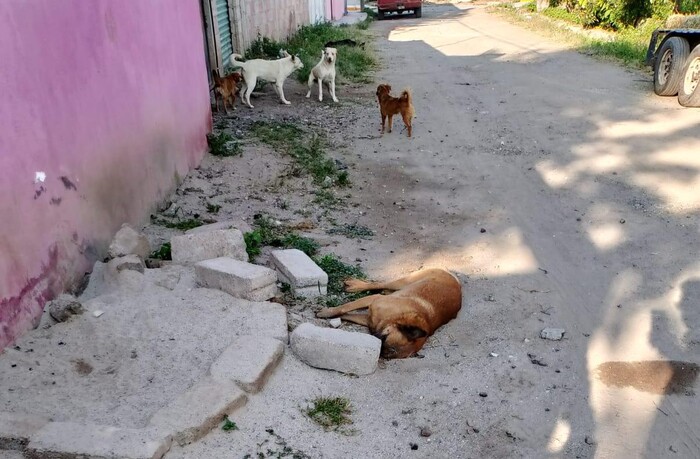 Activistas denuncian envenenamiento masivo de animales en Maravatío; hay más de 70 víctimas