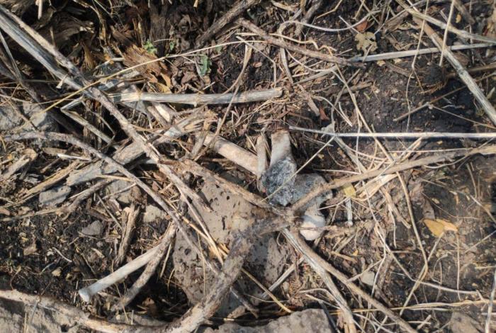 Activistas encuentran rest0s de cinco personas en f0sas clandestinas de Zamora y Jacona