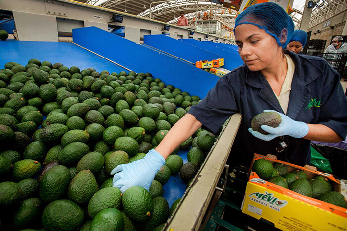 Acuerdan México y EUA que sea el personal de Agricultura el que supervise huertos de aguacate