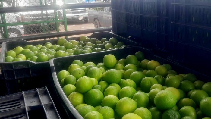 Advierten ‘agentes externos’ en Sistema Producto Limón Mexicano