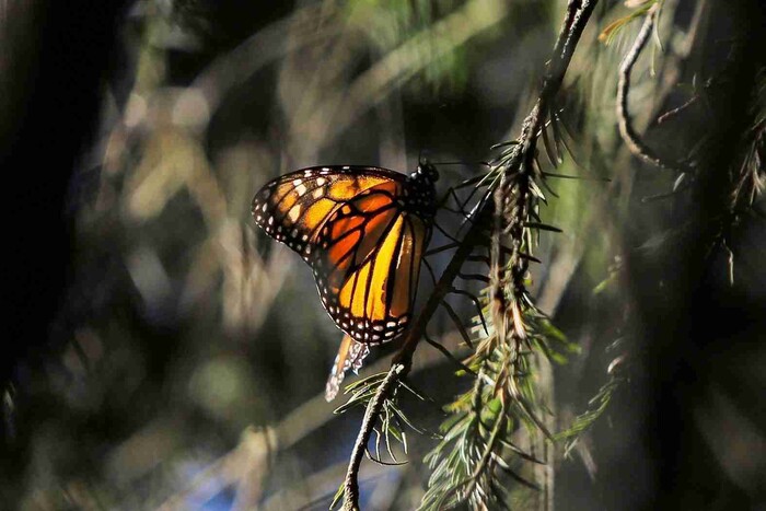 Agencias de viaje con mayor reservación en enero y febrero para avistamiento de la Monarca