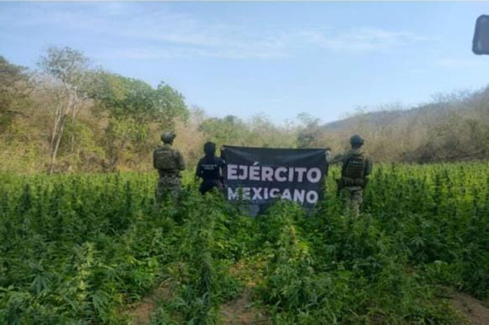 Agentes federales y estatales destruyen 30 mil plantas de mariguana en Arteaga