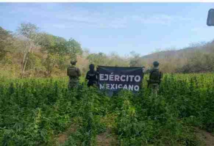 Agentes federales y estatal destruyen 30 mil plantas de mariguana en Arteaga