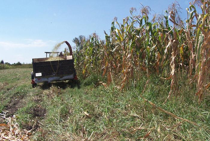 Agroindustriales alertan que 20 % del campo dejó de sembrarse por inseguridad y migración