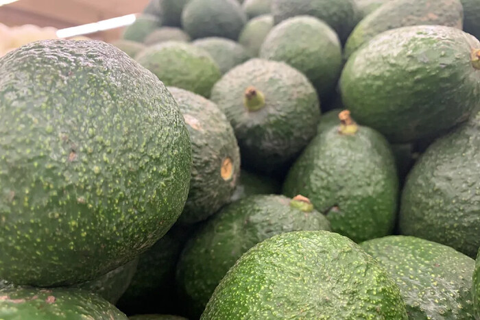 Aguacate mexicano: Desafíos ambientales y de seguridad en el comercio internacional