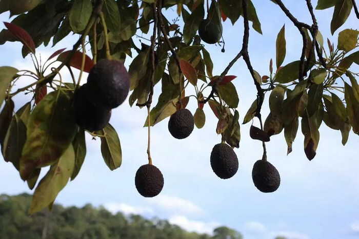 Aguacateros cambian uso de suelo violando la ley: Ernesto Núñez