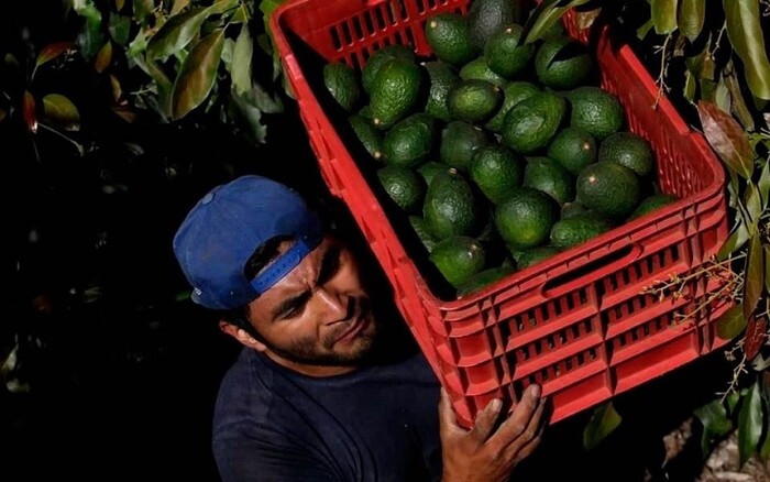 Alcanza aguacate exportación récord