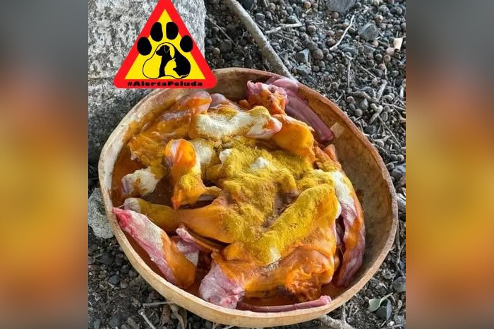 Alertan de comida que dejan en la calle para envenenar perros en Morelia; esto implicaría un delito que se castiga con cárcel