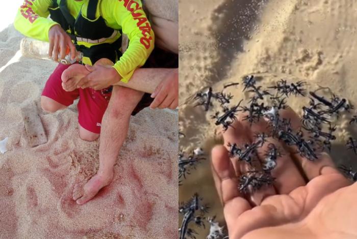 Alertan en costas michoacanas por presencia de medusa dragón azul; te decimos qué hacer en caso de picadura