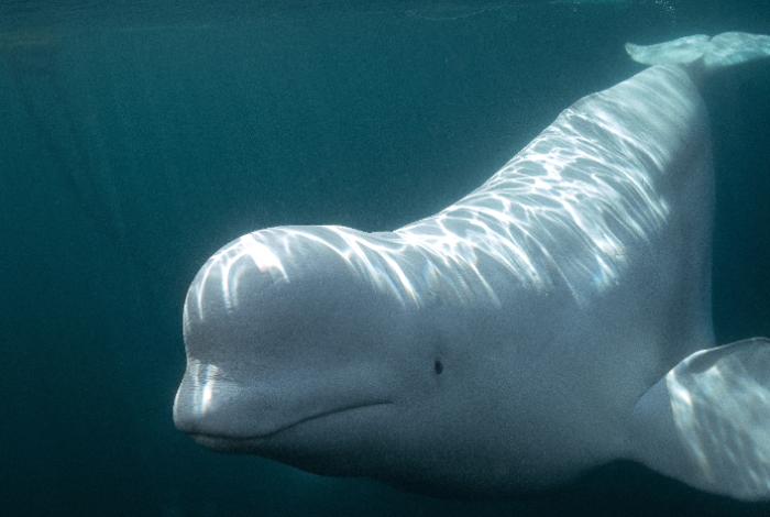 Algunas ballenas beluga parecen reconocerse ante un espejo