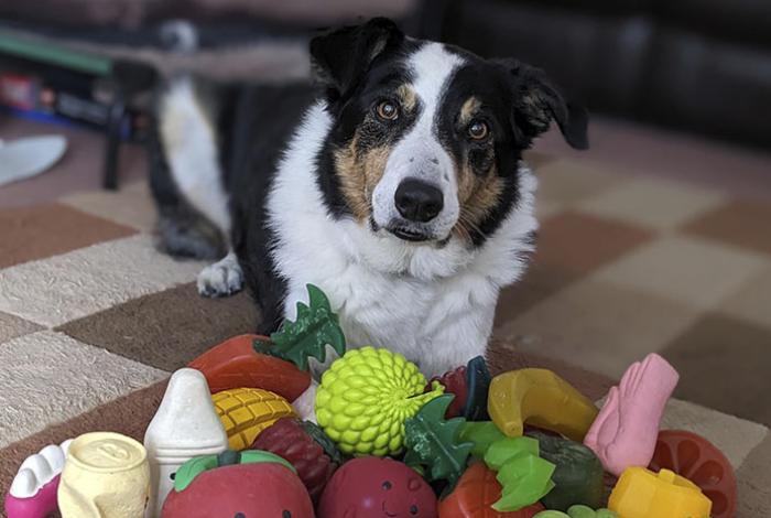 Algunos perros aprenden palabras escuchando conversaciones no dirigidas a ellos