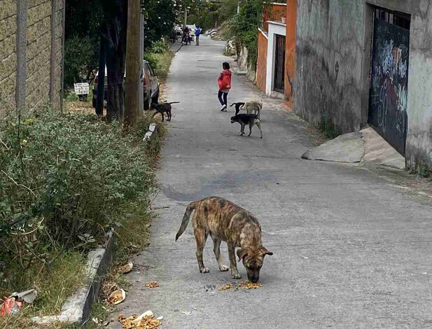 Alimentan a 2 mil perritos de la calle con operación “Pancitas Llenas