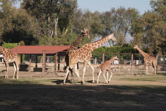 Alrededor de 100 mil personas espera el Parque Zoológico Benito Juárez este verano