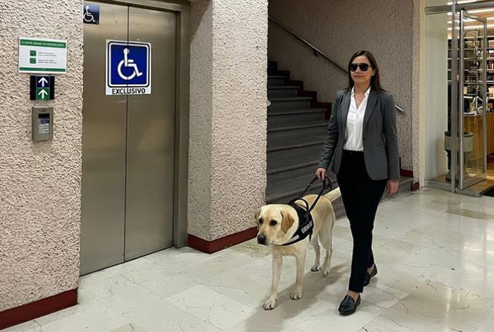 Animales de servicio o asistencia para personas con discapacidad ya pueden entrar al Poder Judicial