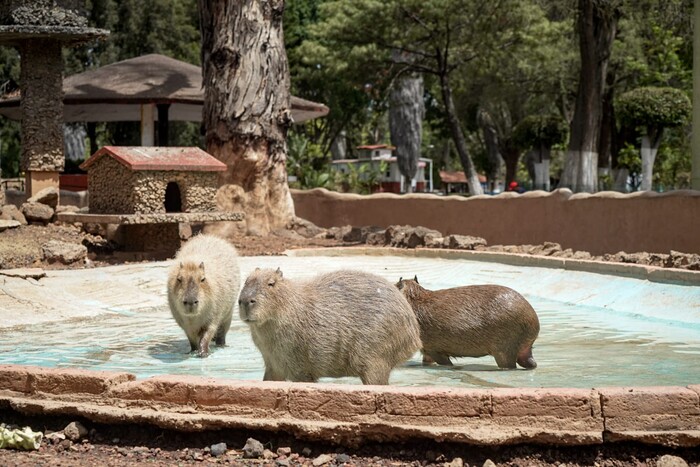 Animales en el zoo, sin afectaciones por lluvias