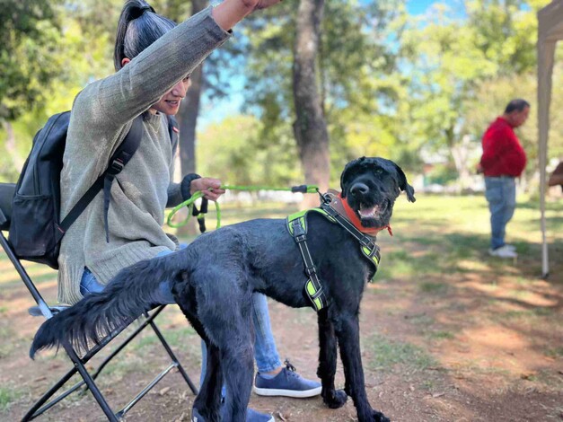 Animalistas llaman a hacer adopciones responsables, “son seres sintieres, no regalos”