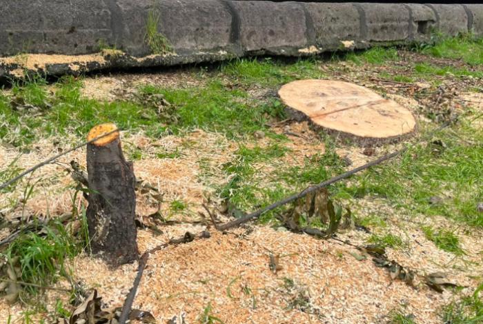 Ante protestas, Gobierno explica reubicación de árboles y 32 mil nuevos ejemplares