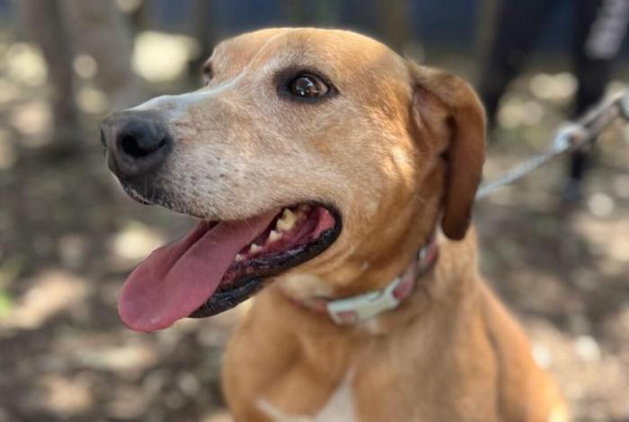 Anuncia SSM campaña de esterilización animal en Yurécuaro y Morelia