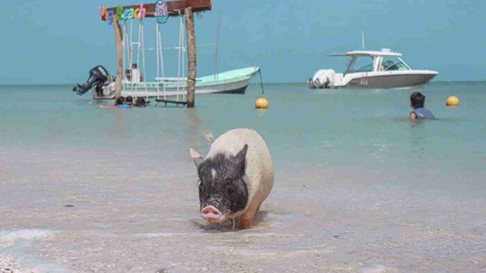 Anuncian cierre definitivo de la Pig Beach en Yucatán