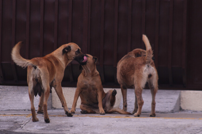 Anuncian feria de esterilización para perros y gatos en Villas del Pedregal, este sábado