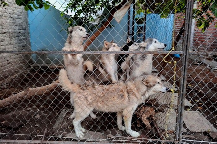 Apatzingán: Rescatan cinco perros víctimas de maltrato animal durante cateo