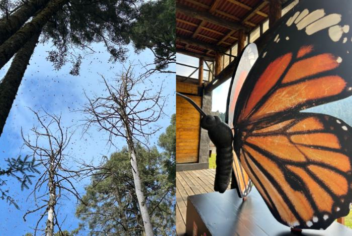 Apertura oficial de los Santuarios de la Mariposa Monarca