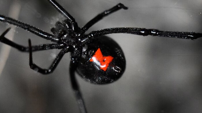 Araña Viuda Negra: estos son algunos remedios caseros para ahuyentarla de tu casa