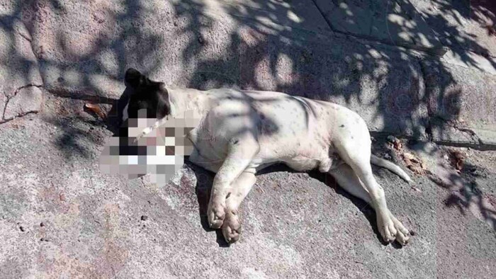 Arko San Antonio, en el ojo de rescatistas por constantes reportes de maltrato animal