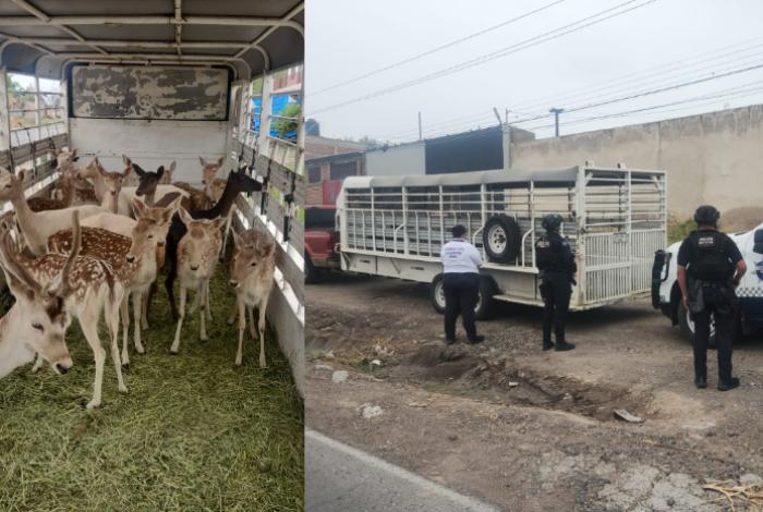 Aseguran 21 venados de procedencia ilícita en Vista Hermosa; hay 3 detenidos