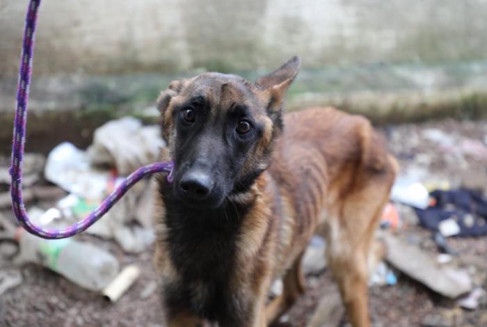 Aseguran 359 seres sintientes en Michoacán e inician 168 carpetas por maltrato y crueldad animal