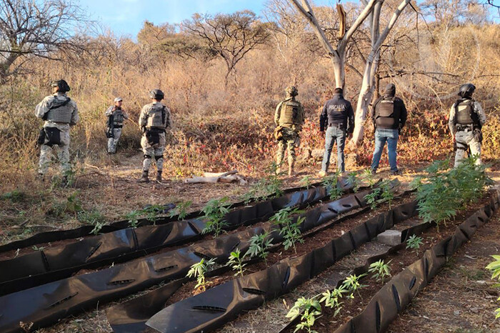 Aseguran artefactos explosivos y plantío de mariguana en Tarímbaro