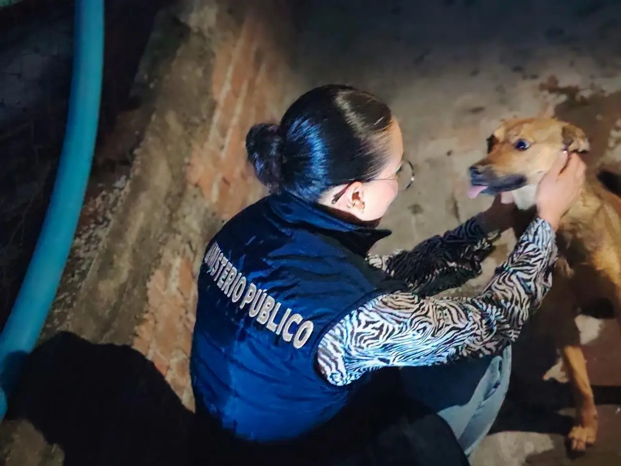 Aseguran autoridades tres lomitos que sufrían maltrato animal