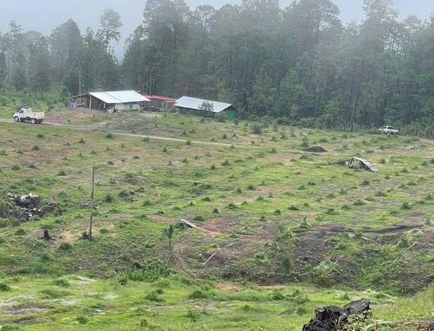 Aseguran plantación ilegal de aguacate