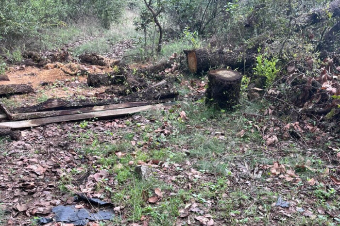 Aseguran predio de plantación de aguacate sin los permisos correspondientes, en Tacámbaro