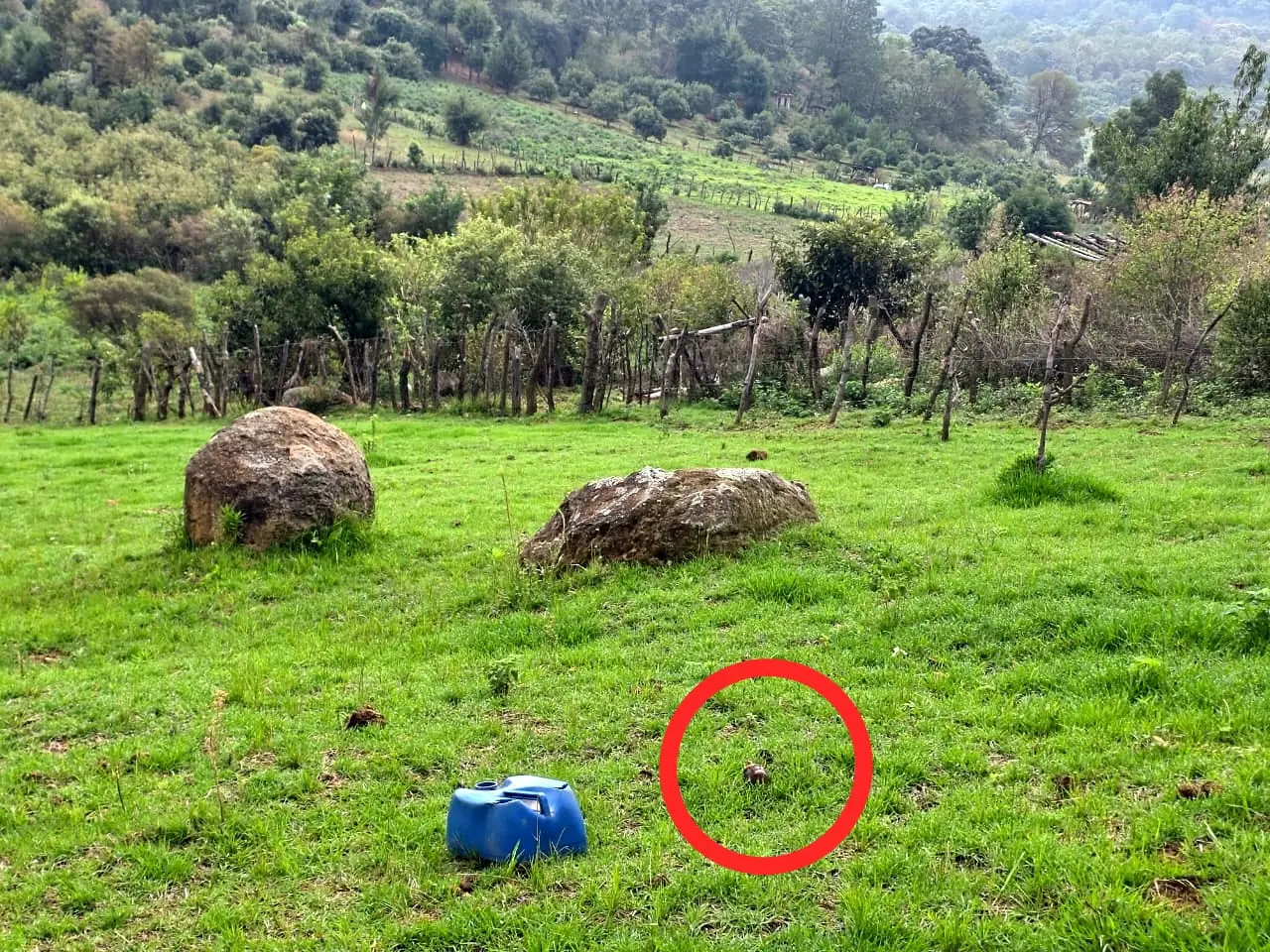 Aseguran y destruyen artefacto explosivo en Tangamandapio