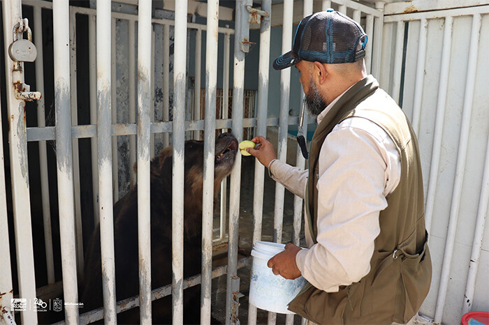 Así entrenan en el Zoo de Morelia a una osa pardo para el cuidado de su salud