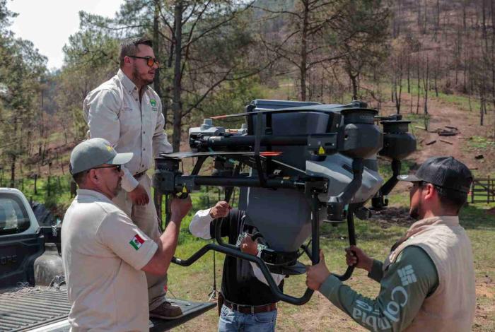 Así es la innovadora técnica de reforestación con drones para recuperar bosques michoacanos: Secma