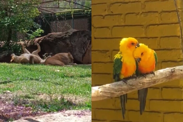 Así reaccionaron los animales del Zoológico de Morelia ante el eclipse del día de hoy