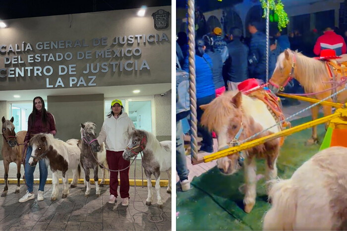 Asociación Civil rescata 4 ponis explotados en un carrusel de una feria en el Estado de México